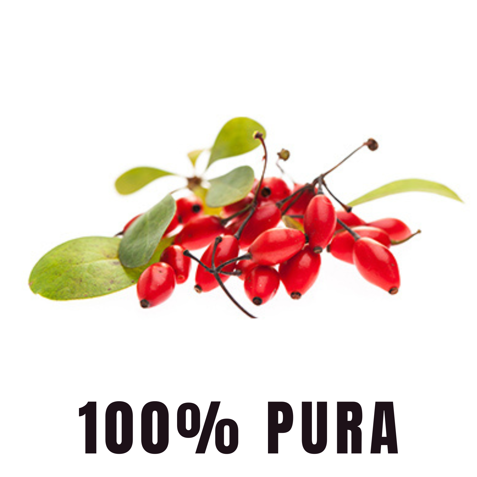 BioHerb® Berberina HCL Al 97% Clorhidrato