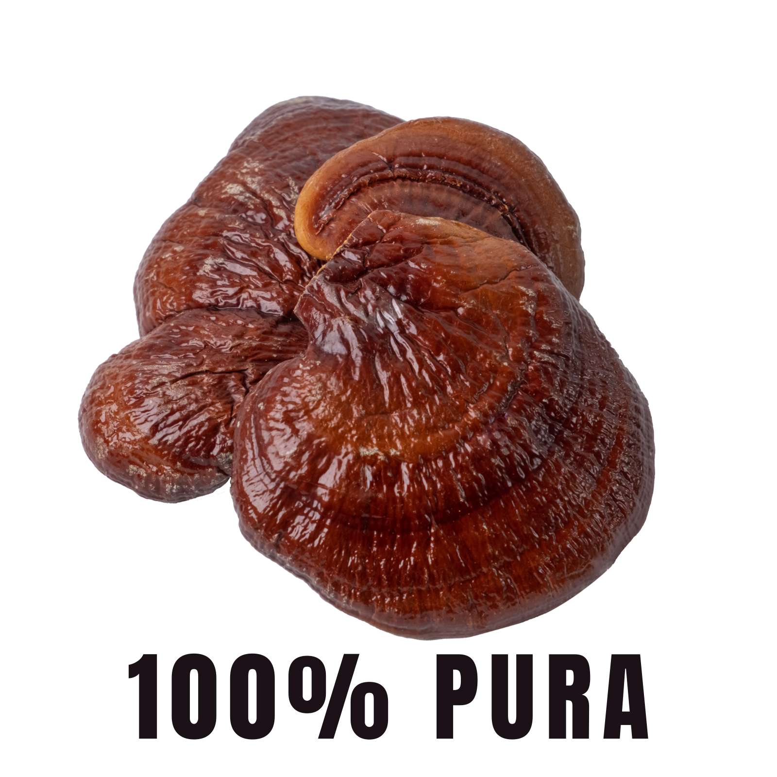 BioHerb® Hongo Reishi (Ganoderma)