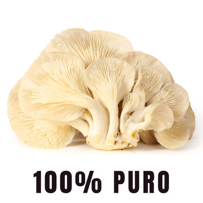 BioHerb® Melena de León