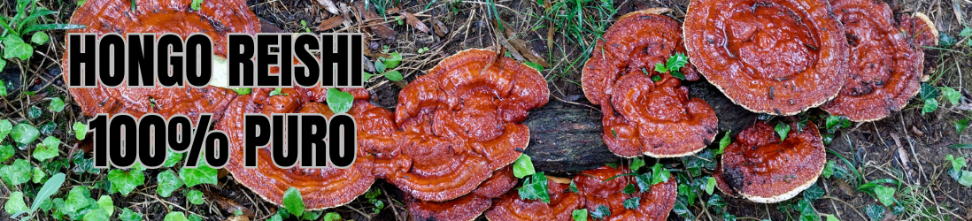 reishi ganoderma